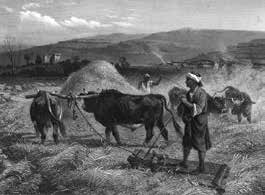 Traditionel tærskning med en tærskeslæde (eller tærskbræt) fra Mellemøsten. (Kilde: Biskop Vincent, John H. c. 1884/Wikipedia)
